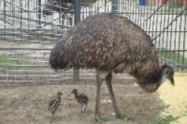 В Липецком зоопарке появились страусята 