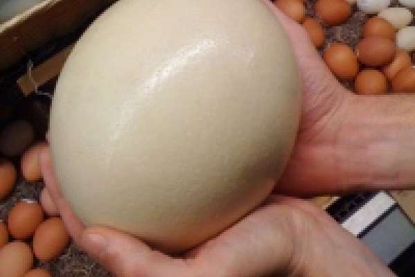 В Липецкой области страусы откладывают яйца 