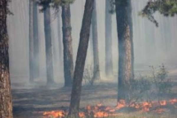 Посещение хвойных лесов в Липецкой области ограничено до 15 октября Посещение хвойных лесов в Липецкой области ограничено до 15 октября