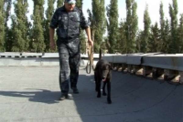 В Липецке полиция проверила все школы В Липецке полиция проверила все школы