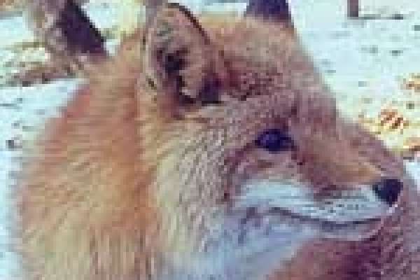 Власти Липецкой области вновь платят за убитых лис Власти Липецкой области вновь платят за убитых лис