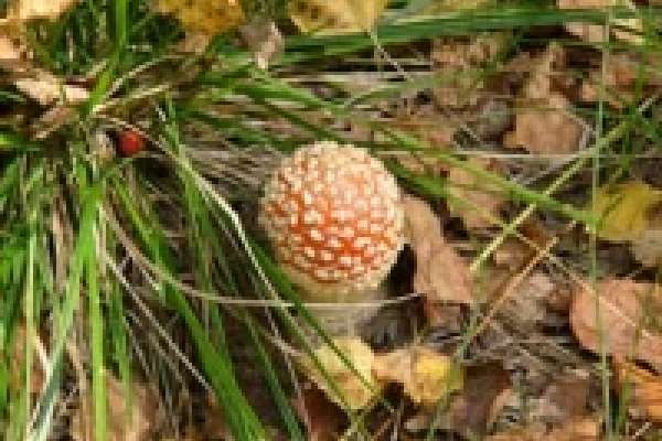 Растет число отравившихся грибами