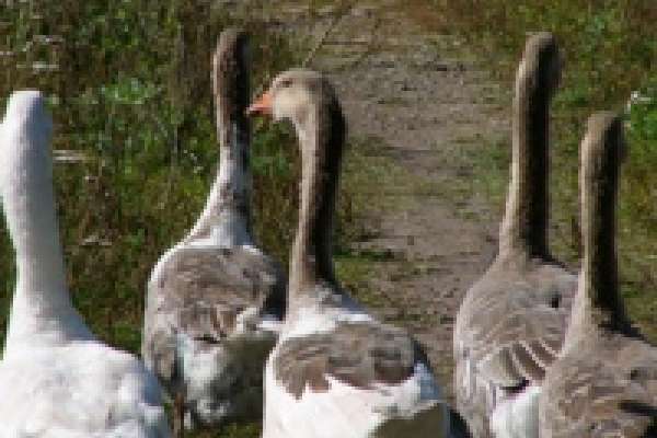 В Липецкой области начинается вакцинация птиц