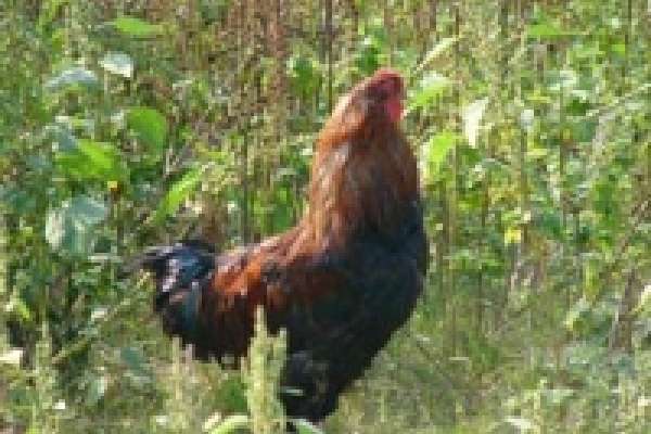 В Липецкой области 600 тысяч кур и гусей привито от птичьего гриппа