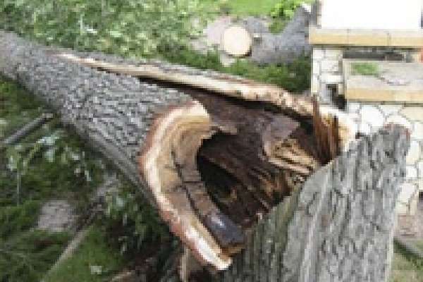 ООО &amp;laquo;Ташир - Липецк&amp;raquo; порубило деревьев на три миллиона