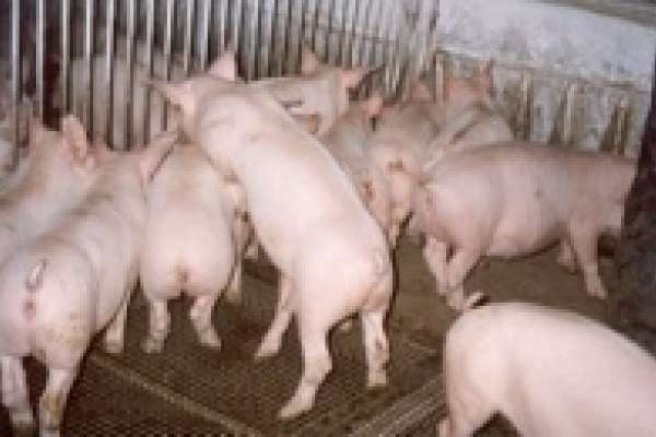В Липецкой области растет производство свинины 