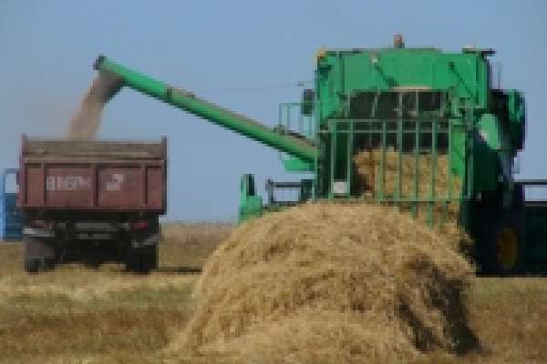 В Липецкой области началась уборка зерновых 