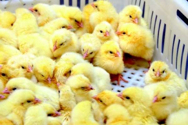 Группа «Черкизово» сократила производство мяса птицы из-за переориентации своего липецкого предприятия