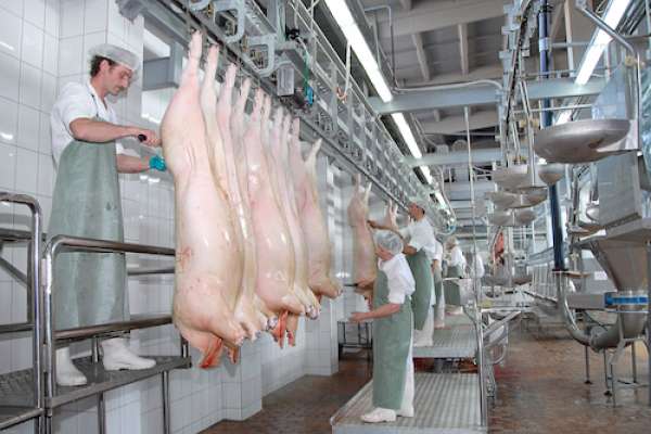 В Липецкой области Данковский мясокомбинат запустит полный цикл производства свинины