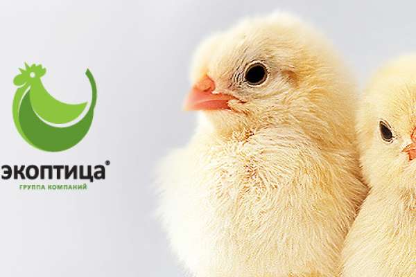«Экоптица» реконструировала птицефабрику за 700 млн. рублей