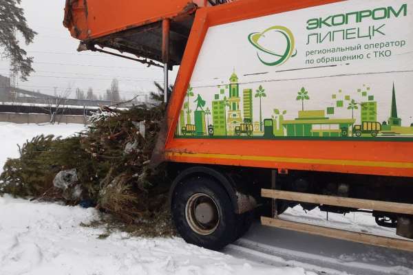 Новогодние ёлки в Липецке превращают в продукт для озеленения города