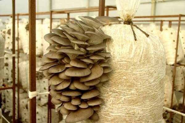 В Липецкой области запустили цех по выращиванию грибов