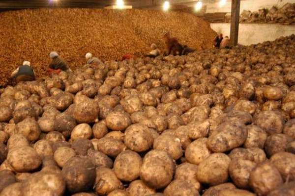 «Белая Дача» предложила липецким предпринимателям построить картофелехранилища в рамках своего затянувшегося проекта