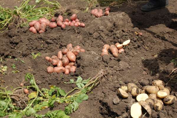 Компания «Агро-Липецк» намерена инвестировать в производство картофеля 2,8 млрд рублей