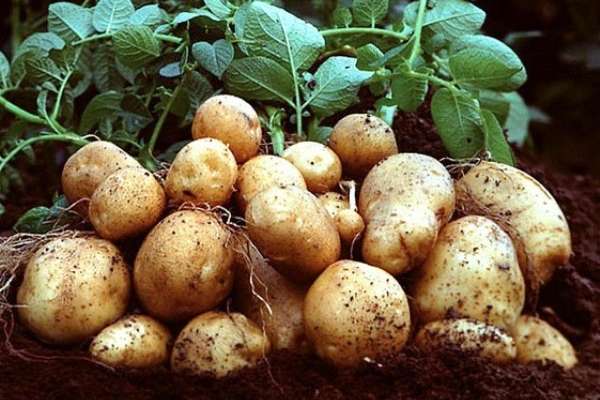 Банк ВТБ выделил «Лэм Уэстон Белая Дача» 5 млрд рублей на строительство картофельного завода в Липецке