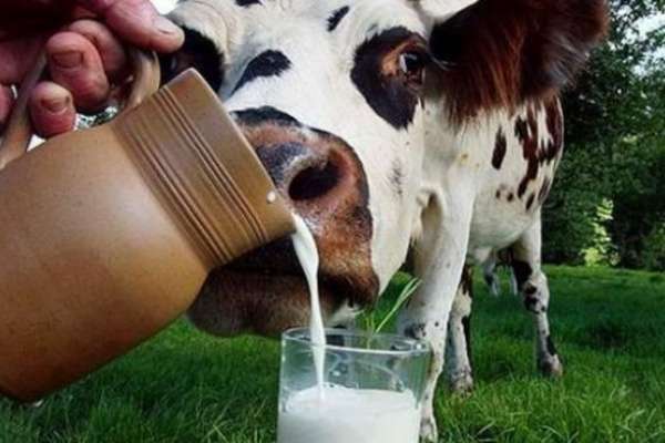 Липецкое «Возрождение» приступило к модернизации крупной молочной фермы за 50 млн рублей