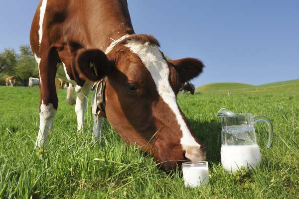 В Липецкой области поголовье скота и производство молока продолжают падать