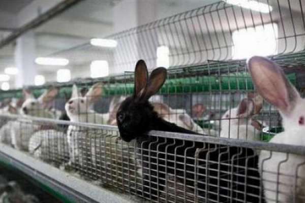 Компания «Липецкий кролик» собирается возвести кролиководческий комплекс за 400 млн рублей