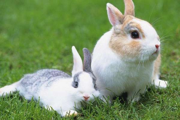 В Липецкой области за 15 млн. рублей планируют разводить кроликов