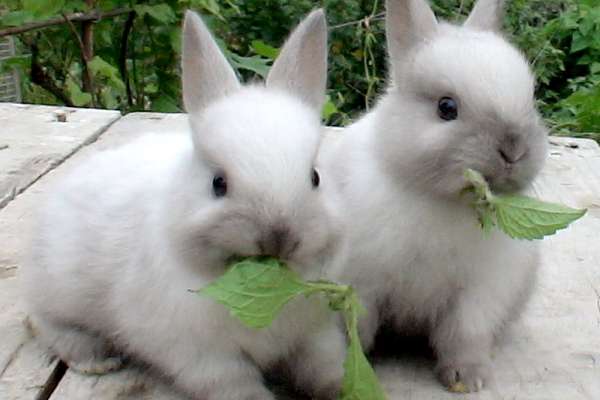 Компания «Липецкий кролик» пока не приступила к возведению кролиководческого комплекса за 400 млн рублей