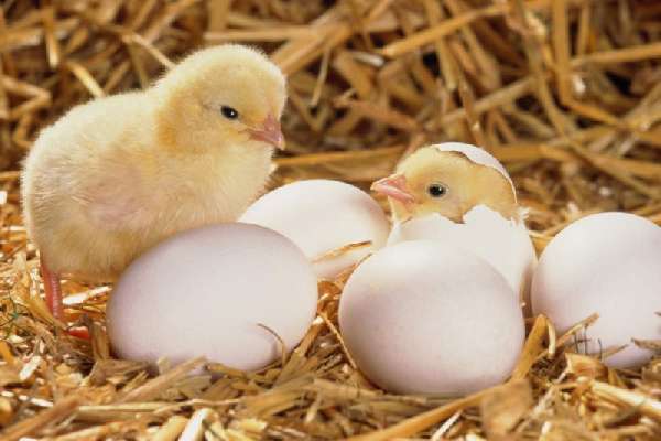 Липецкие животноводы увеличили объемы производства продукции в 2014 году почти на 8% Липецкие животноводы увеличили объемы производства продукции в 2014 году почти на 8%