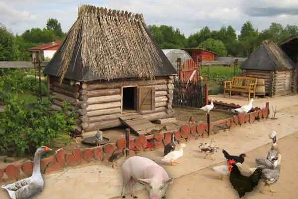 Липецкий губернатор предложил продолжить развитие животноводства в деревенских подворьях