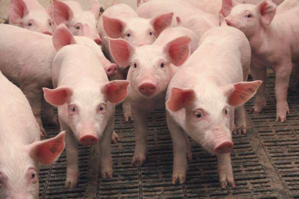 Кредиторам липецкой свиноводческой компании придется еще полгода подождать свои 500 млн рублей