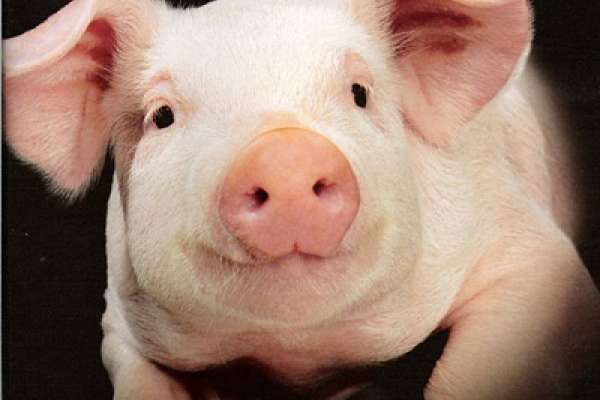 В Тамбовской области планируют построить еще один крупный свинокомплекс