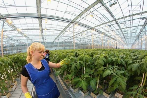 Компания «Овощи Черноземья» пока не может назвать сроки строительства тепличного комплекса в Липецкой области