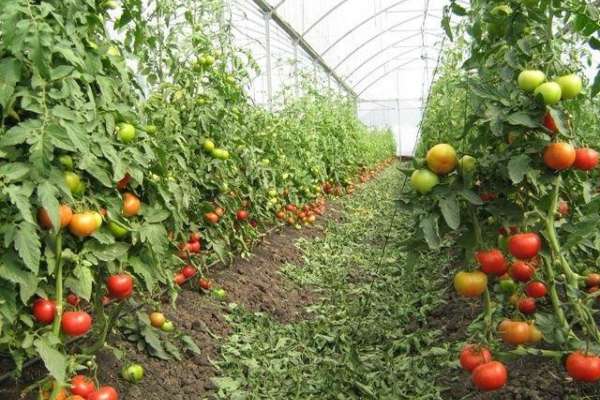 Липецкая компания «Елецкие овощи» начала возведение тепличного комплекса за 18 млрд рублей