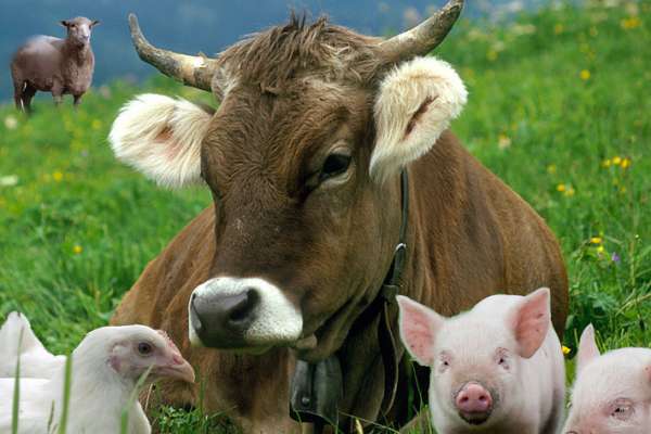 Липецкие власти хотят предложить фермерам перейти на альтернативное животноводство