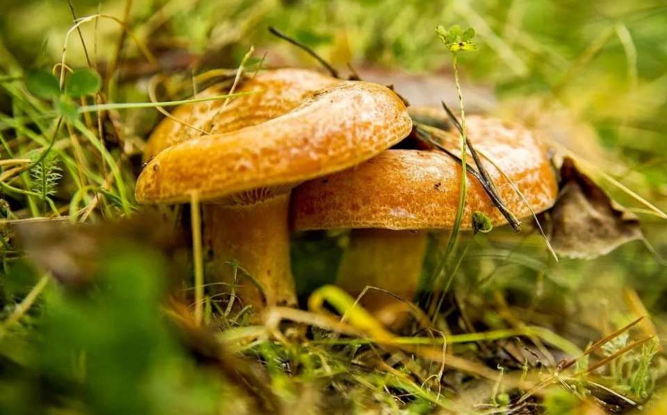 Экс-губернатор Липецкой области не думает о политике и сосредоточился на собирании грибов