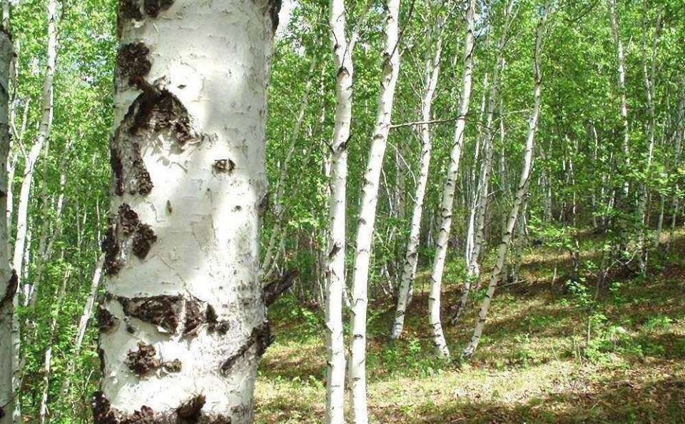 Порча липецких лесов может стоить компании «Радиант» 3,5 млн рублей