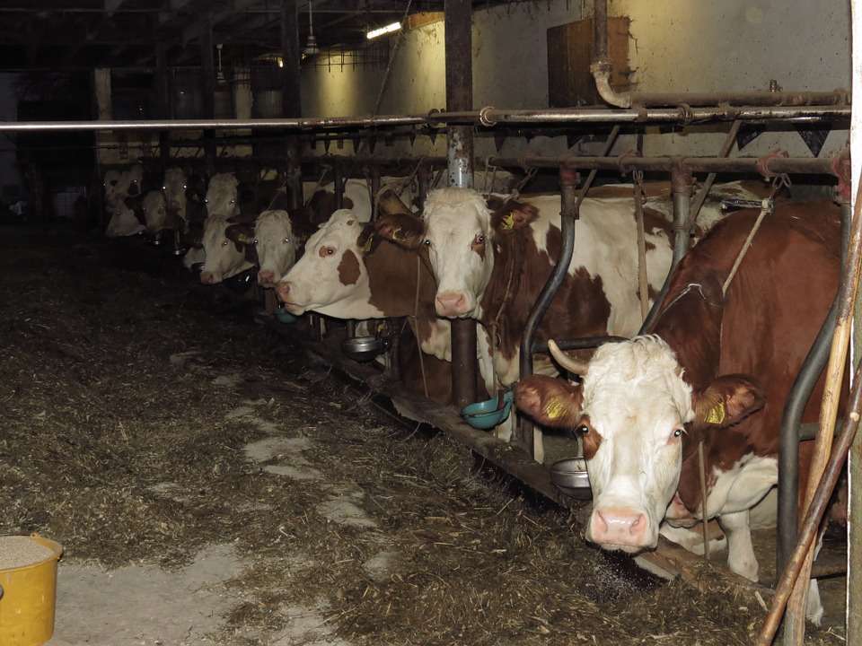  «Липецкая агропромышленная компания» к декабрю 2017 года приобретет брошенный молочный комплекс «Росагролизинга» на 1,2 тыс. голов
