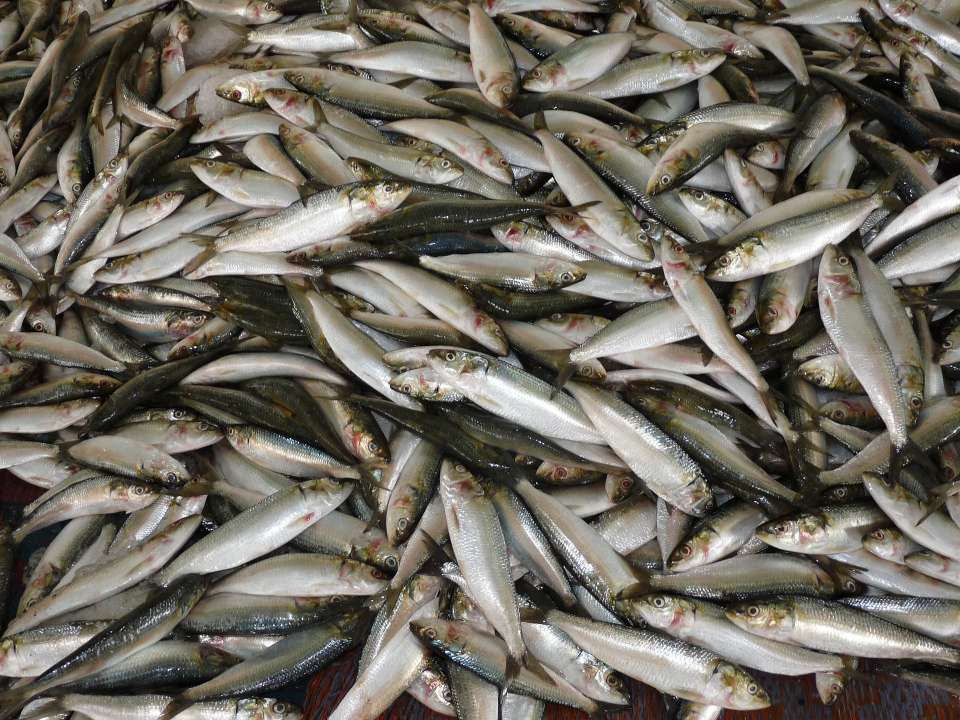 Россельхознадзор запретил ввозить в Липецкую область рыбные продукты от белорусского поставщика