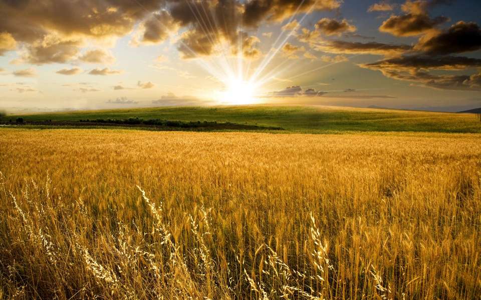 Хозяйства Липецкой области убрали половину площадей зерновых
