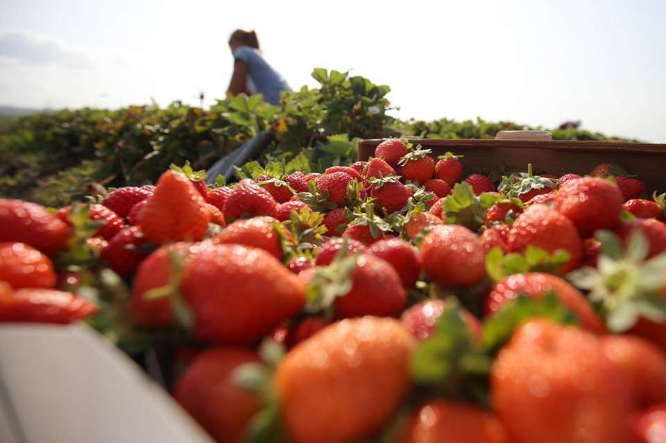 Липецкая компания «Фрагария» заработала на выращивании ягод 19 млн рублей