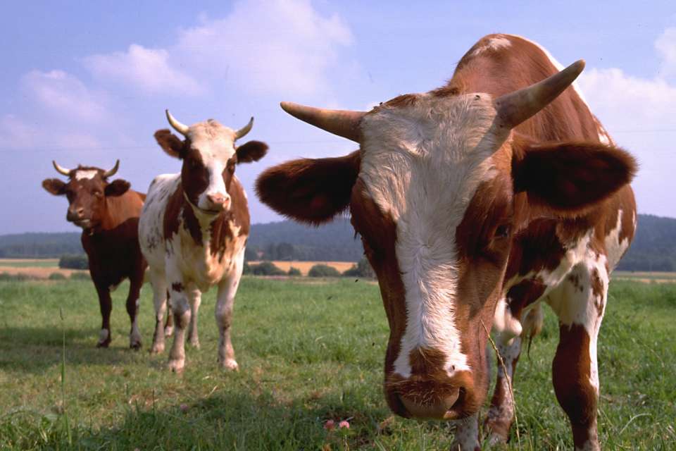 Липецким животноводам за год удалось увеличить поголовье скота