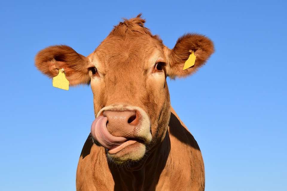 Высокие показатели в животноводстве не помогли остановить в Липецкой области убыль скота