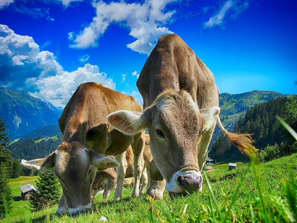 В Липецкой области отмечается сокращение поголовья скота