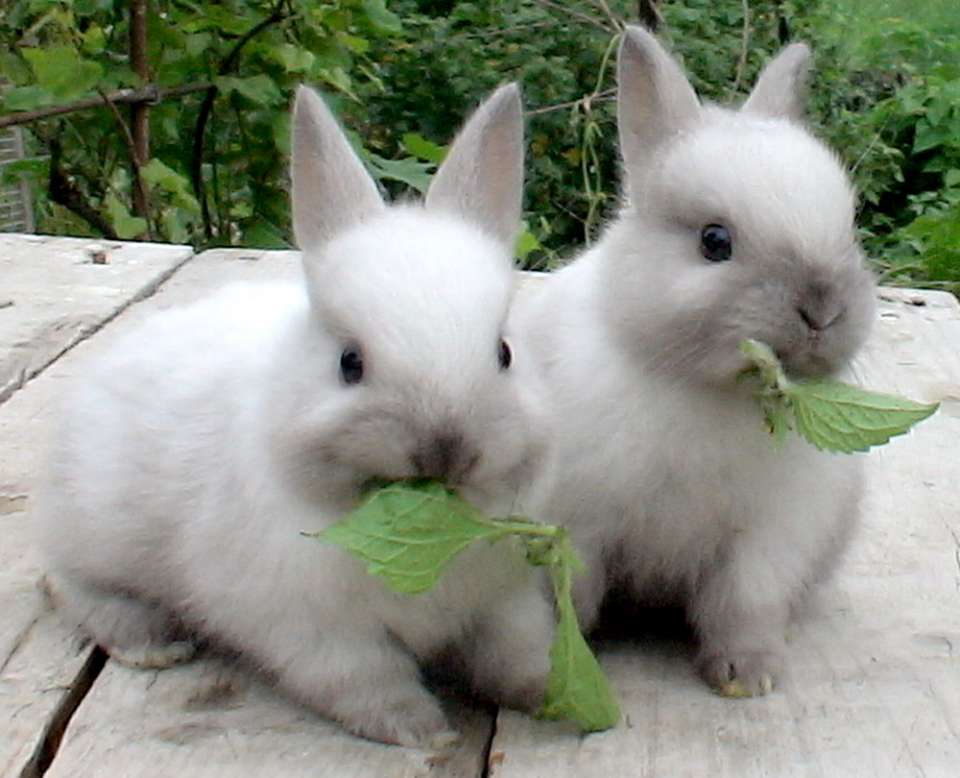 Компания «Липецкий кролик» приступила к возведению кролиководческого комплекса за 256 млн рублей