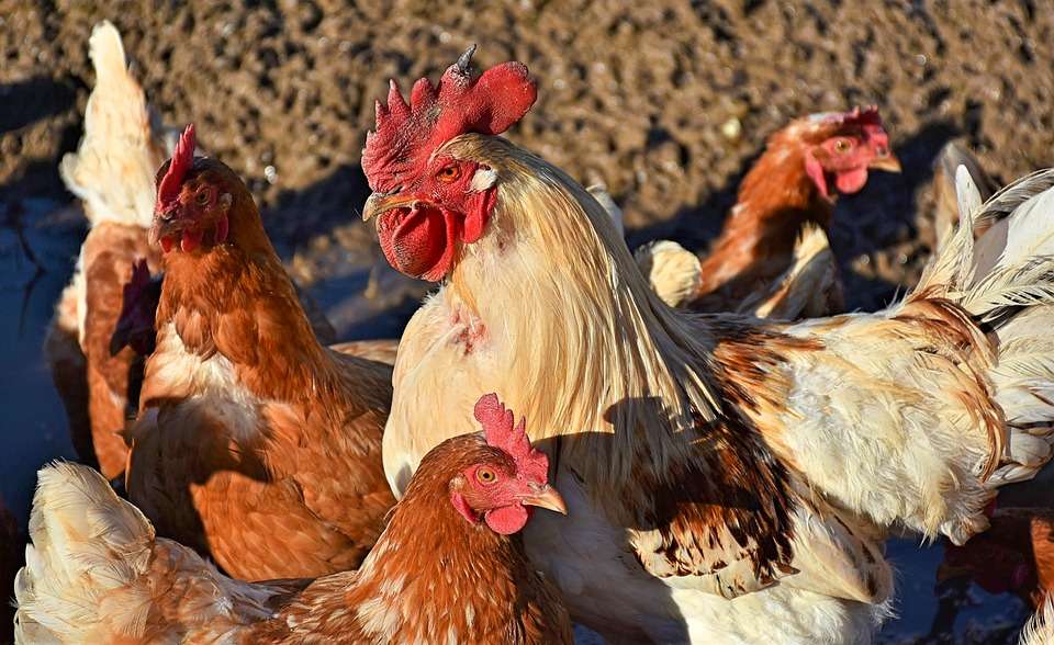 Липецкому предпринимателю не удалось добиться в суде сноса задонских птицефабрик «Черкизово»