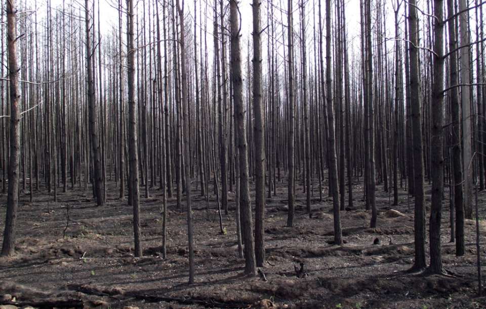 В Липецкой области планируют в этом году завершить восстановление сгоревших лесов за 75 млн рублей