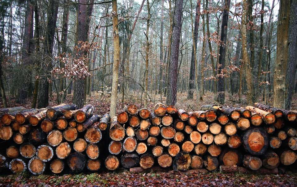 Вырубка леса для липецкой компании «ТЭК» и местного филиала «Квадра» закончилась уголовным делом