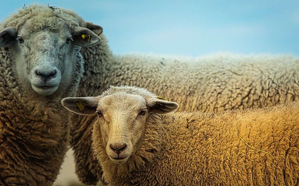 Липецкие фермеры реализовали проект по созданию крупного овцеводческого хозяйства всего за 2,5 млн рублей 