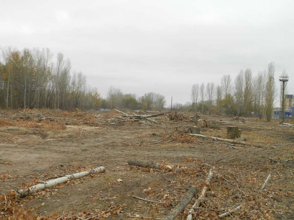 На компанию ДСК могут завести уголовное дело за вырубку деревьев