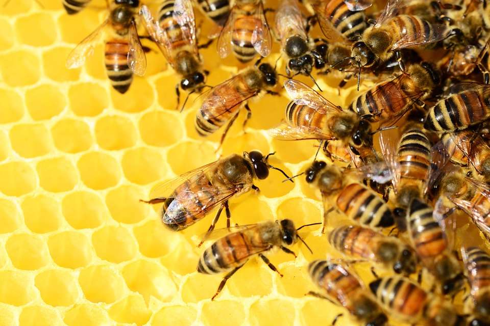 Потерявшим пчёл липецким пасечникам возместят ущерб на 9 млн рублей