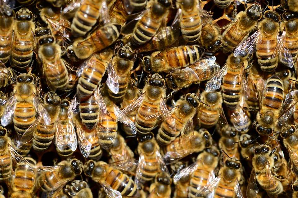 Виновник в массовой гибели пчёл в Липецкой области может отделаться мизерным штрафом