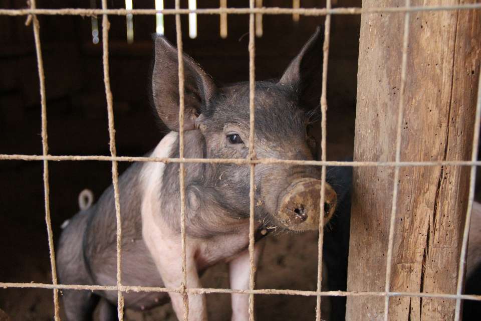 Судьба свинокомплекса в Сухой Лубне решится после экологической экспертизы 