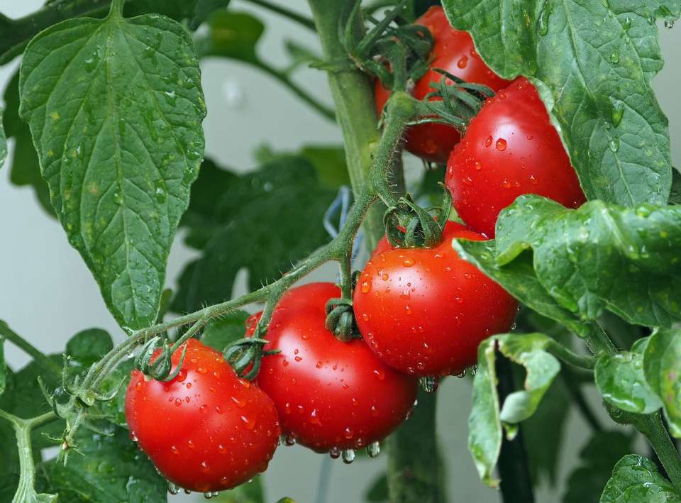 «Овощи Черноземья» ввели в эксплуатацию третью очередь теплиц в Липецкой области за 6,3 млрд рублей